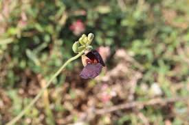 Image result for Macroptilium atropurpureum