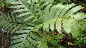 Image result for Drynaria volkensii