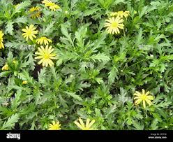Image result for Euryops chrysanthemoides
