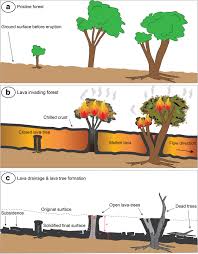 For more than 30 years, padgett tree service has always offered the very best tree maintenance in the beaufort, sc area. Investigating Physical And Thermal Interactions Between Lava And Trees The Case Of Kilauea S July 1974 Flow Springerlink
