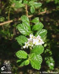Image result for Lippia