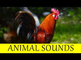 Old Macdonald Had A Farm Baby Einstein Vidoemo Emotional Video Unity