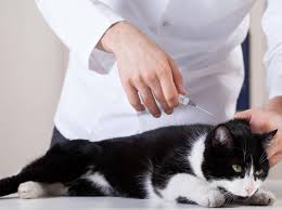 Zudem kann es ein, dass deine katze eventuell urin ablässt. Kastration Bei Katzen Ablauf Vor Und Nachsorge