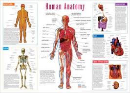 Like a human body, the human hand also consists of certain types of bones that provide strength and flexibility to it. Printable Human Body Diagram Body