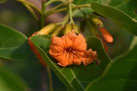 Image result for Cordia grandicalyx
