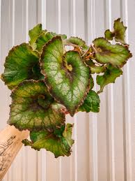 Image result for Begonia nyassensis