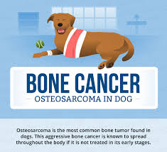 Cancer is also termed neoplasia, which means new growth. Bone Cancer Osteosarcoma In Dogs Canna Pet