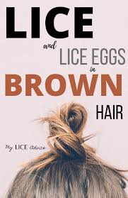 Brown Lice And Lice Eggs Brown Hair With Lice Lice Eggs Hair Lice Lice Bugs