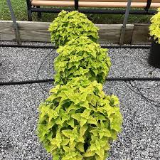 Image result for Coleus guerkei