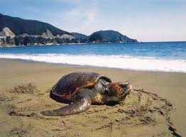 Pour en savoir plus sur l'avertissement global aux voyageurs. Le Japon Cote Plage S Sable Blanc Et Eaux Turquoises Vivrelejapon Com