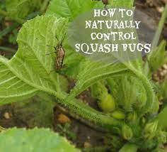 Common habitats for squash bugs. How To Naturally Control Squash Bugs