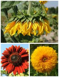 Water the sunflowers when the top inch of soil is dry. Growing Sunflower Plants Sunflower Care Tips For Big Beautiful Blooms