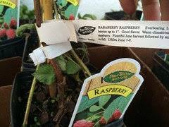 I took a trip and fell in love with parkview nursery in riverside, ca! Looking For A Bababerry Raspberry Rooted Plant
