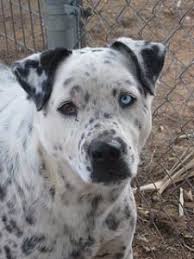 Pitbull puppies $100 rehoming fee Pitbull Dalmatian Mix Dalmatian Mix Cattle Dogs Mix Mixed Breed Dogs