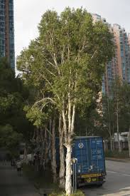 Image result for Melaleuca leucadendron