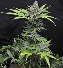 The enhanced strain has been bred with a known high cbd strain to become a high cbd strain herself. Cbd Critical Mass Strain Information Cannaconnection Com