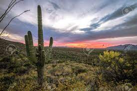 It grows to a height of forty to fifty feet and lives to an age of 150 to 200 years. Tucson Arizona Sunset Landscape Saguaro Cactus Cholla And Octotillo Stock Photo Picture And Royalty Free Image Image 132534319
