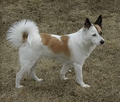 They come from a spitz origin, which gives them thick coats and curly tails. Norrbottenspets Wikipedia
