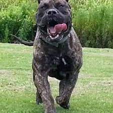 Presa canario litter tall oak's juno bred to tall oak's wahkoowah born april 16,2021 all are promised.presa litter tall oak's zelda bred to tall oak's travis due may 16,2021. Gunner 24 Presa Canario Big Dogs Puppies