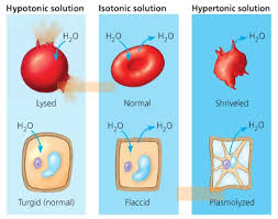Check spelling or type a new query. Cells Cxc Biology Notes 101