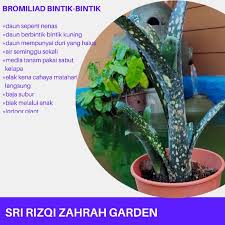 Untuk bacaan lanjut sila klik disini. Buy Ready Stock Bromiliad Bintik Bintik Hiasan Halaman Rumah Home Deco Landskap Seetracker Malaysia