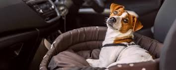 Our team will call you when it's your turn. Welcome To Pet Doctor Your Family Veterinarian In Tucson