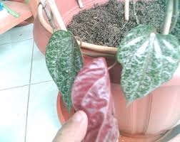 Berkhasiat untuk mencegah dan mengobati penyakit diabetes. Khasiat Dan Manfaat Daun Sirih Bibitbunga Com