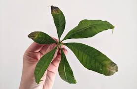 Money tree often produces five leaves per stem, and it's beautiful. Money Trees Drying Up Turning Brown Here S How To Fix It The Healthy Houseplant In 2021 Money Tree Plant Trees To Plant Money Trees