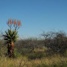 Image result for Grewia olukondae