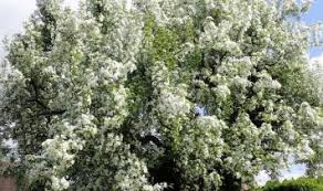 Wild Cherry Benefits Natural Health Guide