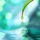 Rain Gardens – A Beautiful Way to Capture the Rain