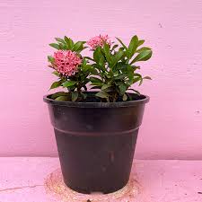 Image result for Ixora nana