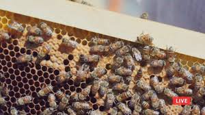 /sites/49215/video/8a7e4ce4-5bc1-4e8a-a32f-ade06154ee7f.mp4