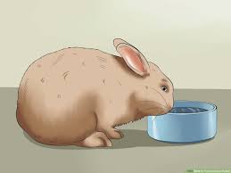 How To Feed A House Rabbit 10 Steps With Pictures Wikihow