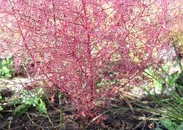 Image result for Dysphania procera