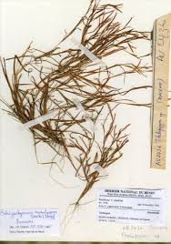 Image result for Thelepogon