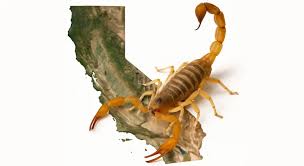 Most Common Scorpions in California: ID & Safety
