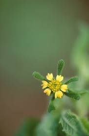 Image result for Sigesbeckia