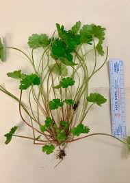 Some of the chemistry's old, some new but much needed solutions for some awkward broadleaf pixxaro picks up difficult to control weed, cranesbill, up to 10 cm tall. Carolina Geranium Home Garden Information Center