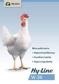 Hy Line W 36 The World S Most Efficient Egg Layer