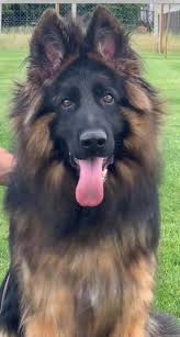 We are a german shepherd breeder located in the famous state of illinois, united states. Cooper S German Shepherds Home