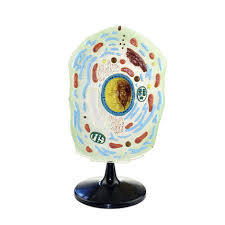 We did not find results for: The Teaching Instrument Biological Materials Teaching Aids Large Plant Cell Model 51 30cm Educational Equipment Aliexpress