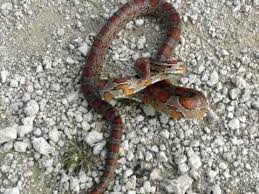 However, they do readily interbreed with gray ratsnakes (pantherophis spiloides) in the panhandle. Florida Corn Snake A K A Red Rat Snake Youtube