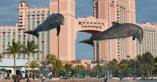 Playtime With Dolphins & Aquaventure - Nas Shore Excursions | Carnival  Cruise Line