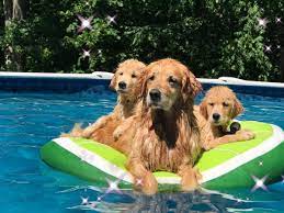 You also have to consider how your puppy will fit into your family. Golden Retriver Puppies In Maine