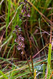 Image result for Kohautia confusa