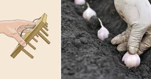 Never Buy Garlic Again Grow Your Own And Plenty Of It With These 5 Tips In 2020 Grow Your Own Garlic Stuff To Buy