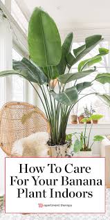 Bird Of Paradise Propagation From Leaf Pin On Plant Filled Homes