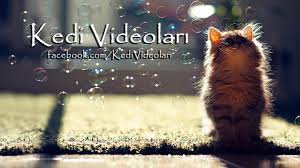 Kedi Videolari Home Facebook