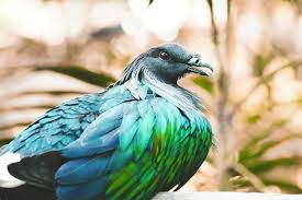 The zoo currently has a breeding herd of six elephants, composed of two males and four females. What Is Wood Pigeon How Rid Of Them In The Uk Pest Exterminators